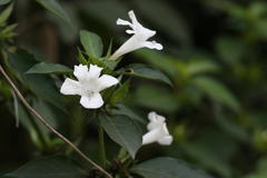 Barleria cristata
